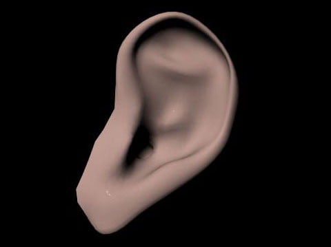 Human Ear 3D Model - Free Maya & 3D Studio Max 3D Model
